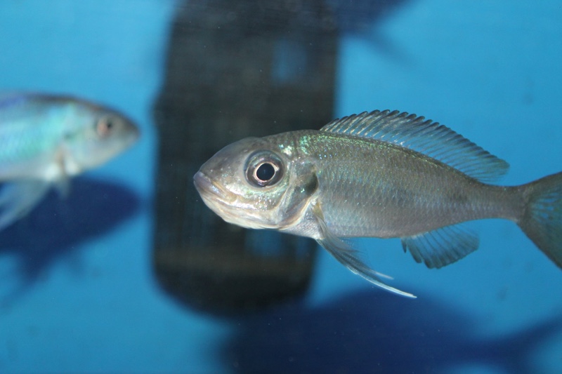 Ophthalmotilapia ventralis 'Kasanga'